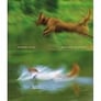 Beautiful Evidence